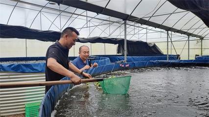 旭升生态养殖探访:探索射阳县合德镇的桂鱼养殖奥秘(图文)