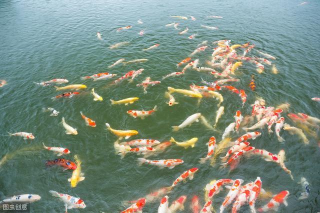 水产养殖必备！详细介绍池塘底质改良的多种方法