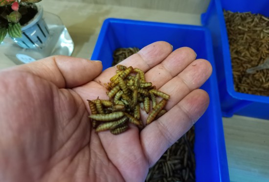 一年减碳117万吨 上海垃圾分类五年之变与水产养殖的绿色启示