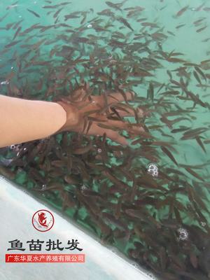 遵义丁桂鱼苗价格与批发渠道指南